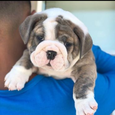 English bulldog breeders English bulldog puppies Colorado 