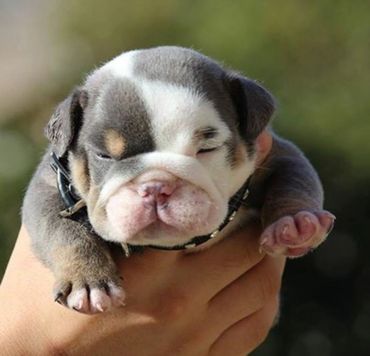 English bulldog puppies Colorado 