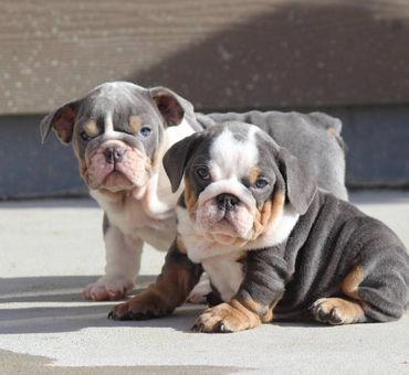 Blue English bulldog puppies blue eyes