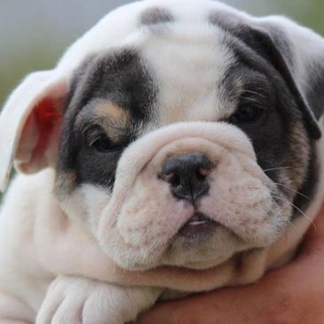 English bulldog puppies Colorado