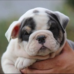 English Bulldogs of Colorado 