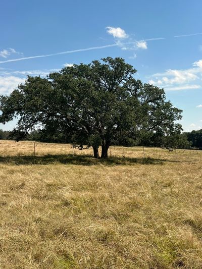 A large tree stands alone in a dry grassy field under a clear blue sky.