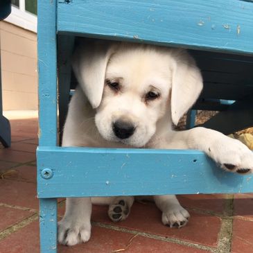 White English Labrador Puppies Willshire White Labradors