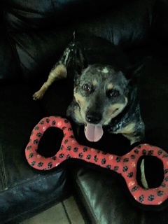 GEM PET SITTING SERVICES