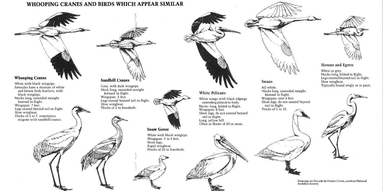 Images of birds that look like Whooping Cranes in flight 