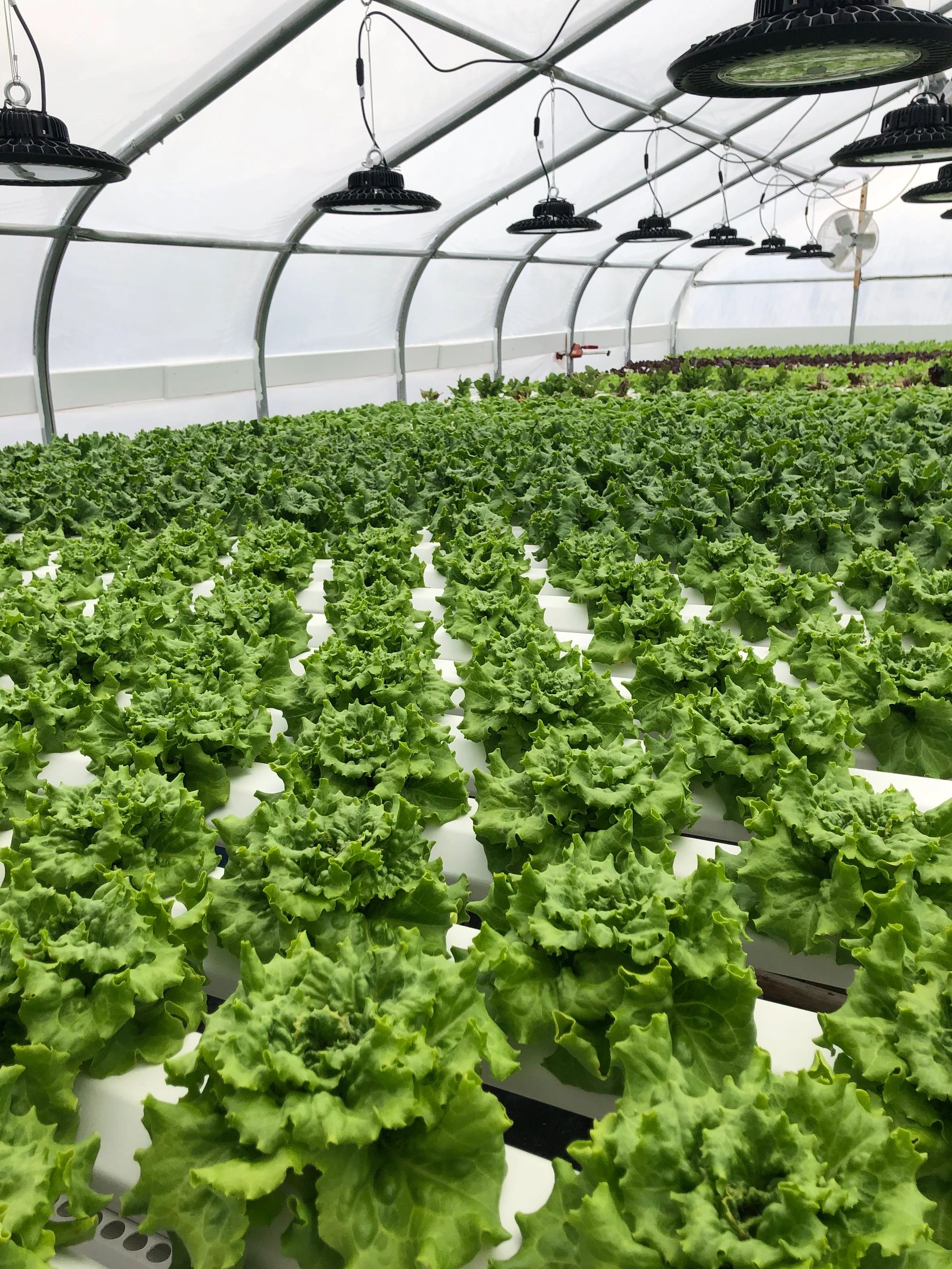 Hydroponics Irving Ny - c7iq6la