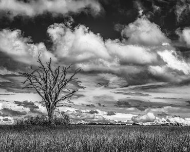 lone dead tree field clouds black white photograph picture image