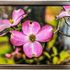 Pink Dogwoods Photomosaico