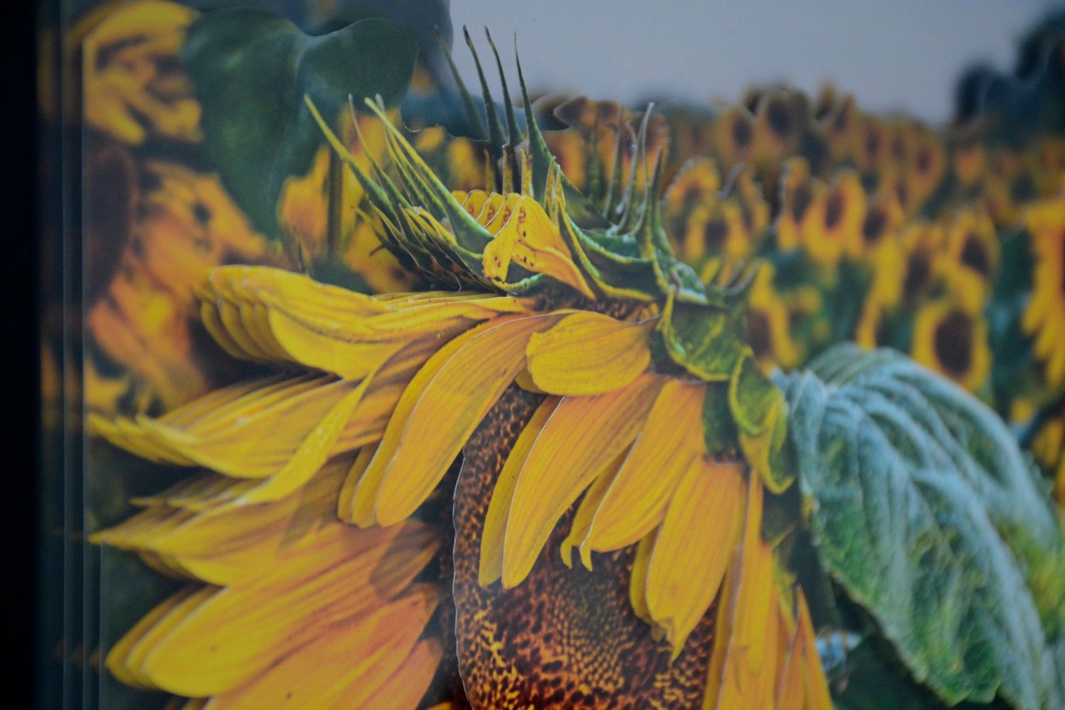 Photomosaico 3D layers sunflowers photograph, image