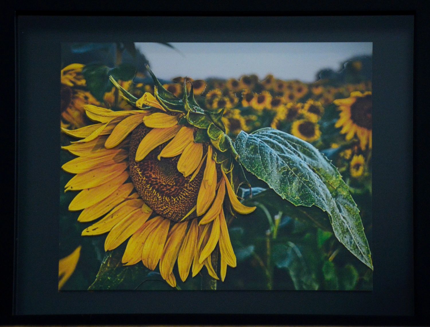 Photomosaico 3D layers sunflowers photograph, image