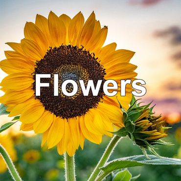 sunny side up, sunflower