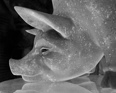 ceramic pig piggy table glass black white photograph picture image
