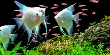 Angel fish and tetras in fresh water aquarium
