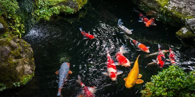 Koi and goldfish in a pond