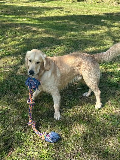Golden retriever puppy grown up