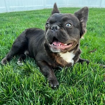 Morgan's Frenchie Love - French Bulldog Breeder, Puppies for Sale