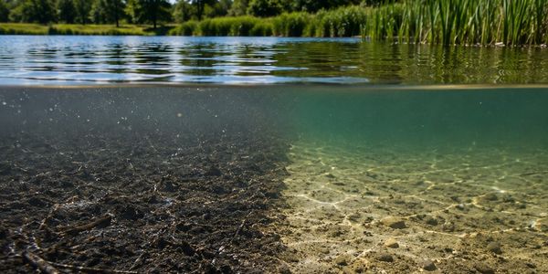 Half-submerged view showing clear and murky water in a pond.