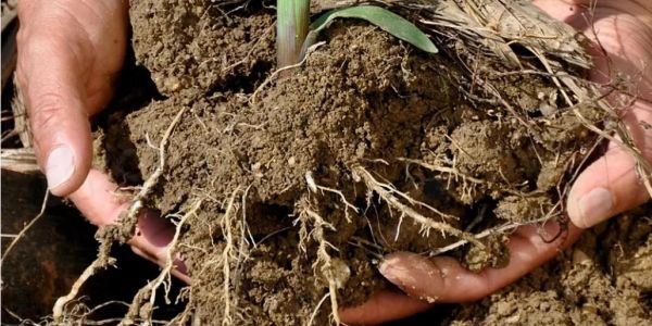Hands holding soil with roots and a plant.