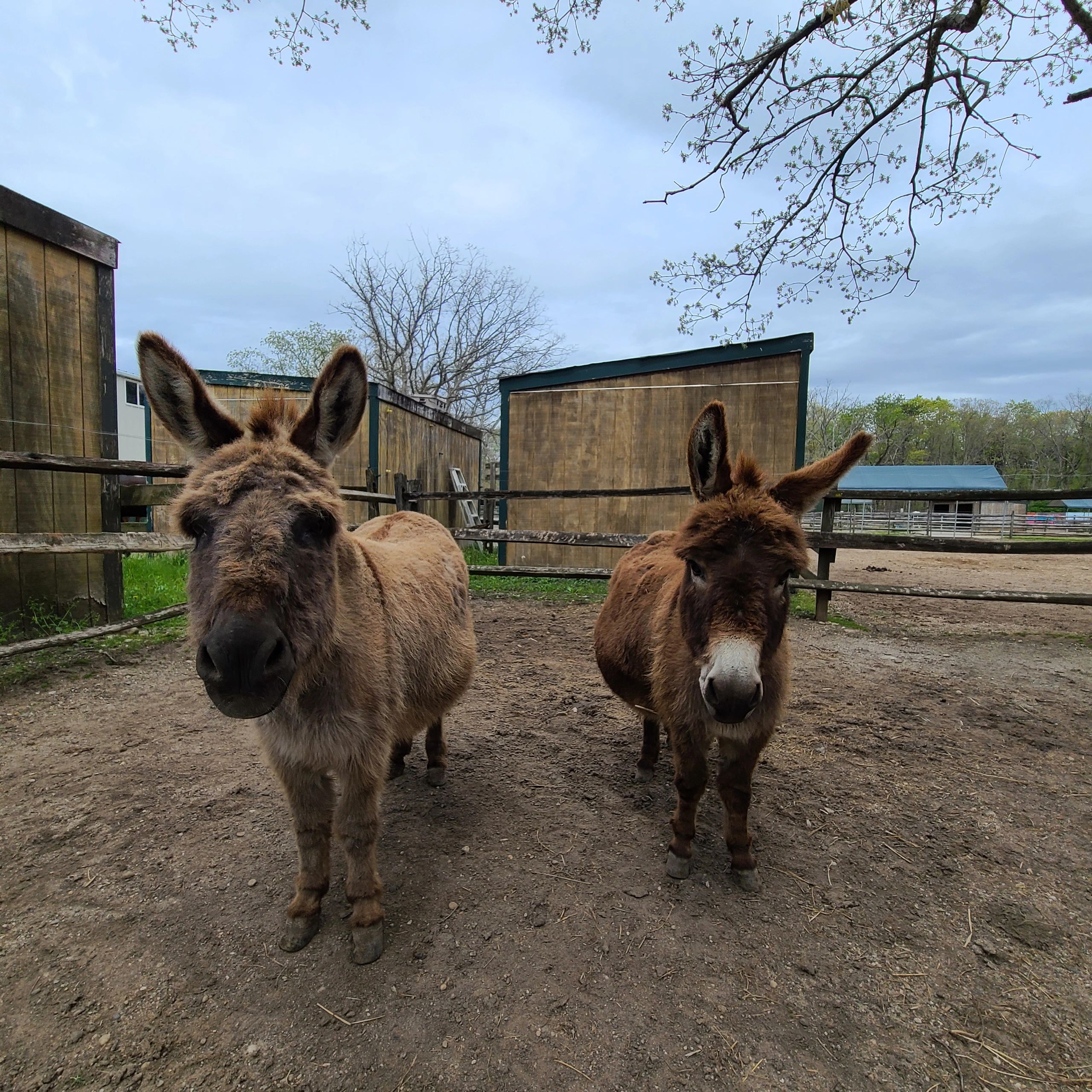 World Donkey Day World Donkey Day
