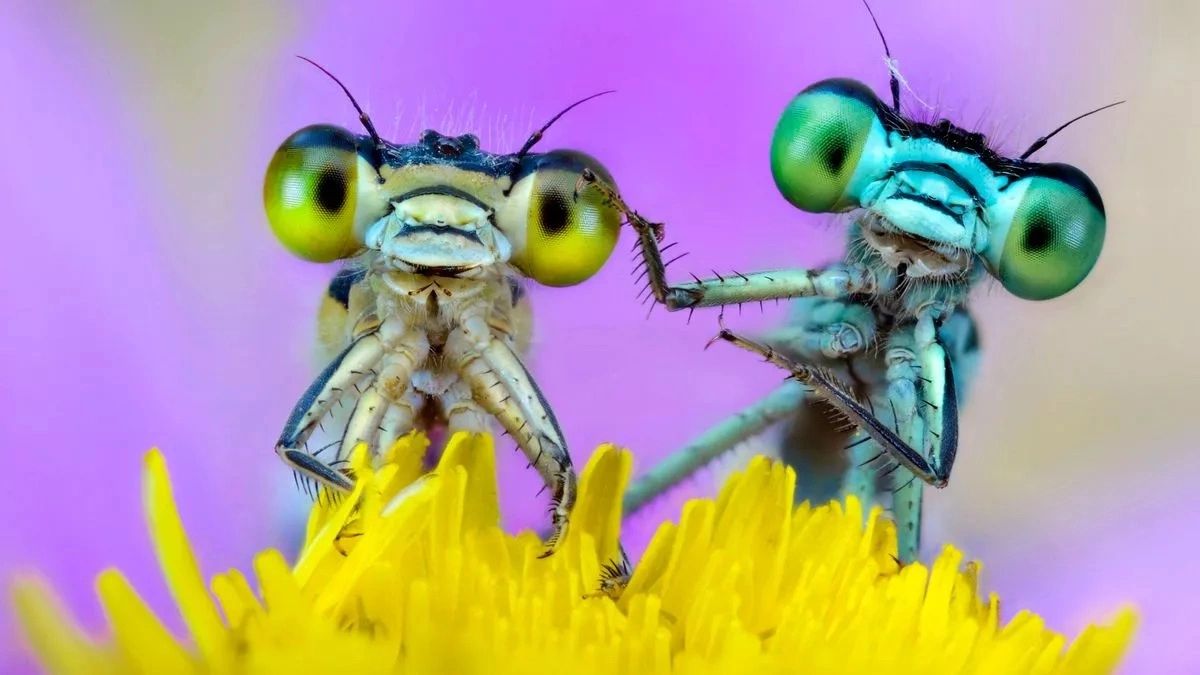 incredibleinsects.co