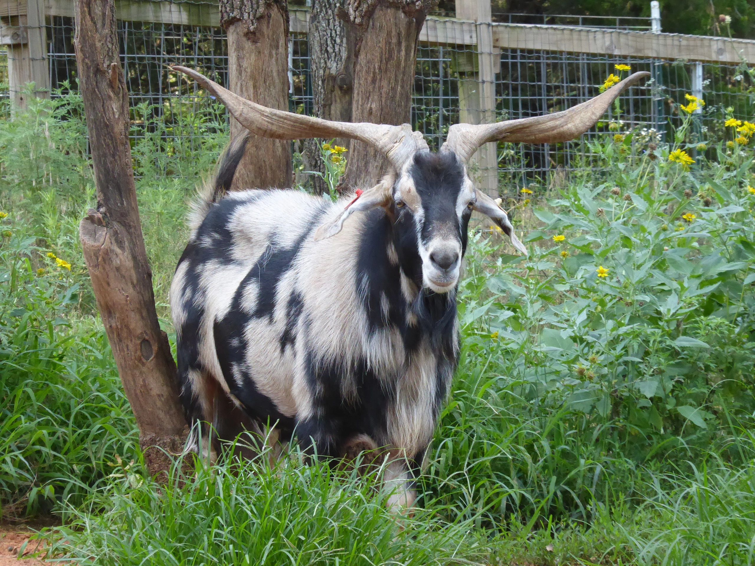 Bear Creek Farms Kiko, Goat, Breeder, Kiko
