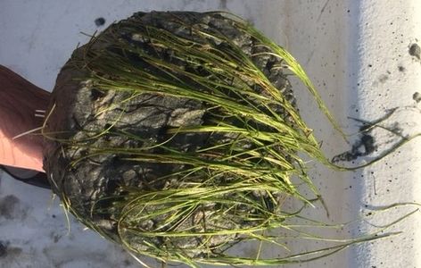 Halodule wrightii seagrass plug