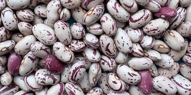 Close-up of speckled white and purple beans.