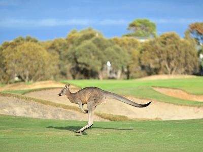 A kangaroo hopping across a grassy golf course under a clear blue sky.