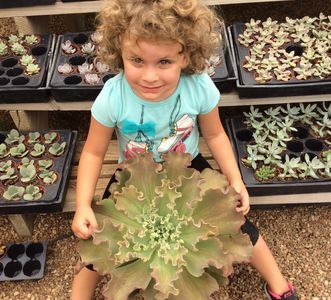 Hybrid Succulent