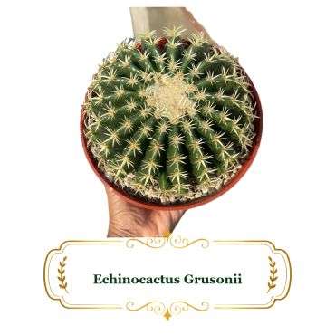 Hand holding a potted Echinocactus Grusonii cactus against a white background.