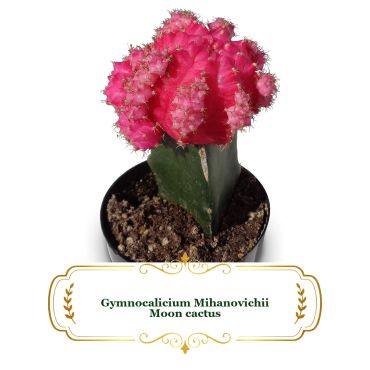 Bright pink Gymnocalycium Mihanovichii Moon cactus in a small pot.