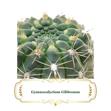 Close-up of Gymnocalycium Gibbosum cactus with sharp spines.