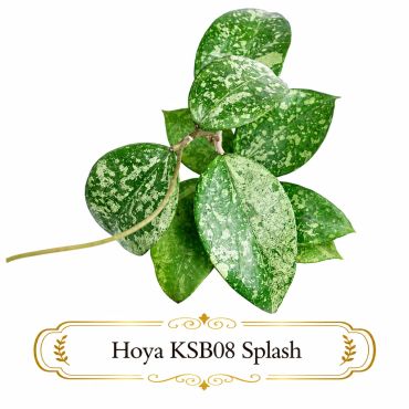 Hoya KSB08 Splash