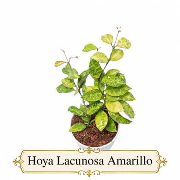 Hoya Lacunosa Amarillo