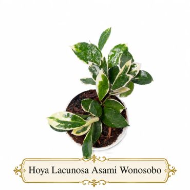 Hoya Lacunosa Asami Wonosobo