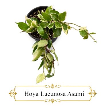 Hoya Lacunosa Asami
