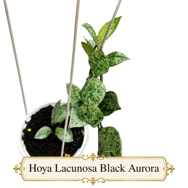 Hoya Lacunosa Black Aurora