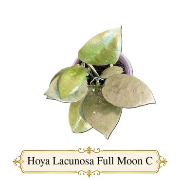 Hoya Lacunosa Full Moon