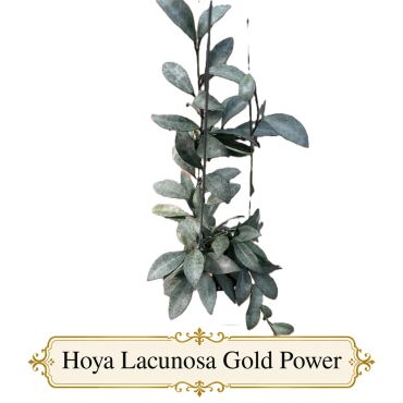 Hoya Lacunosa Gold Power
