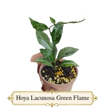 Hoya Lacunosa Green Flame