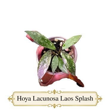 Hoya Lacunosa Laos Splash