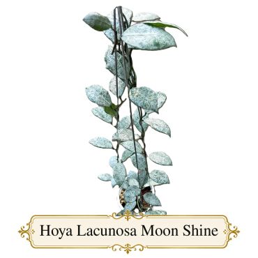 Hoya Lacunosa Moon Shine
