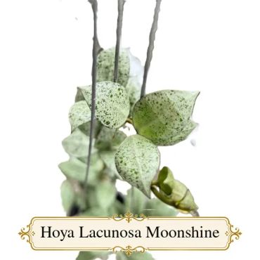 Hoya Lacunosa Moonshine