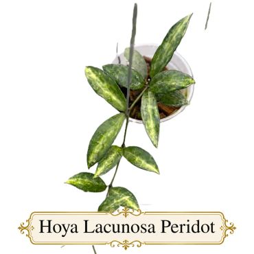Hoya Lacunosa Peridot