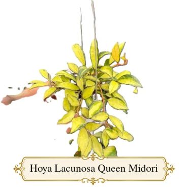 Hoya Lacunosa Queen Midori