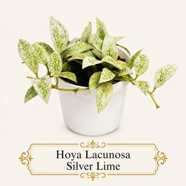 Hoya Lacunosa Silver Lime