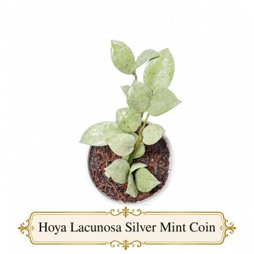 Hoya Lacunosa Silver Mint Coin