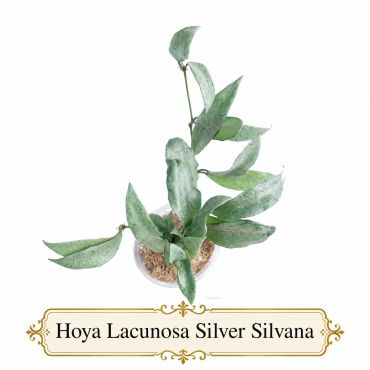 Hoya Lacunosa Silver Silvana