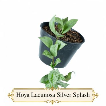 Hoya Lacunosa Silver Splash