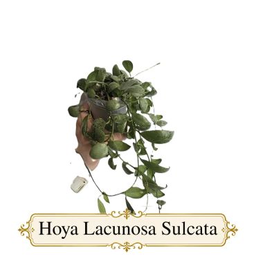 Hoya Lacunosa Sulcata
